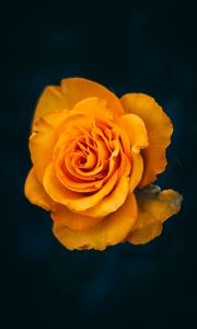 Preview wallpaper rose, flower, yellow, bloom, closeup