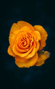Preview wallpaper rose, flower, yellow, bloom, closeup