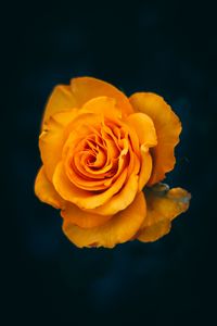 Preview wallpaper rose, flower, yellow, bloom, closeup
