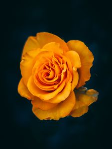 Preview wallpaper rose, flower, yellow, bloom, closeup