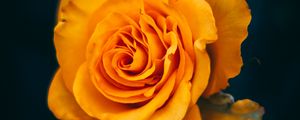Preview wallpaper rose, flower, yellow, bloom, closeup