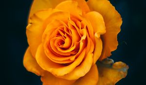Preview wallpaper rose, flower, yellow, bloom, closeup