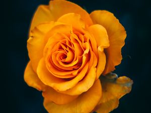 Preview wallpaper rose, flower, yellow, bloom, closeup