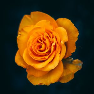 Preview wallpaper rose, flower, yellow, bloom, closeup