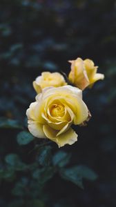 Preview wallpaper rose, flower, yellow, macro, plant