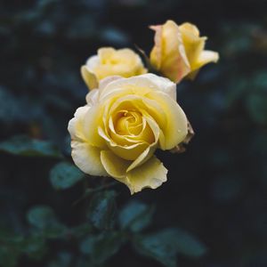 Preview wallpaper rose, flower, yellow, macro, plant