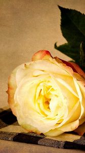 Preview wallpaper rose, flower, yellow, lie down, napkin, tea pair