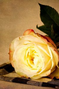 Preview wallpaper rose, flower, yellow, lie down, napkin, tea pair