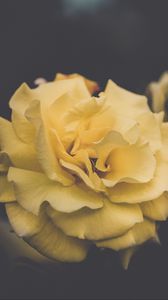 Preview wallpaper rose, flower, yellow, petals, aesthetics