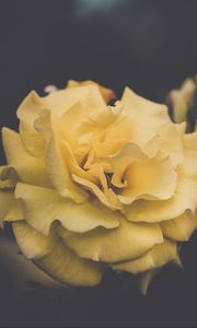 Preview wallpaper rose, flower, yellow, petals, aesthetics