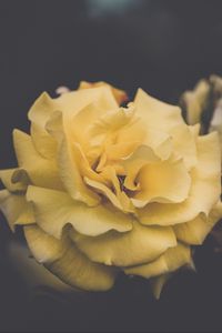 Preview wallpaper rose, flower, yellow, petals, aesthetics