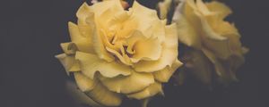 Preview wallpaper rose, flower, yellow, petals, aesthetics