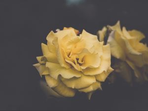 Preview wallpaper rose, flower, yellow, petals, aesthetics