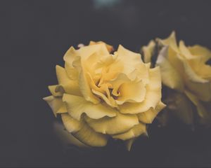 Preview wallpaper rose, flower, yellow, petals, aesthetics