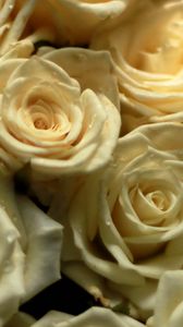 Preview wallpaper rose, flower, yellow, white, composition