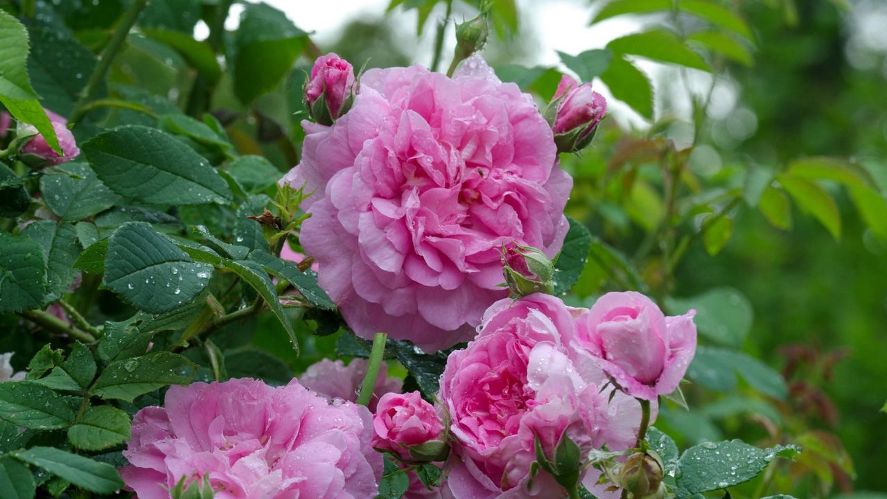 Wallpaper rose, flowering, bush, drop, freshness