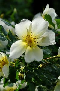 Preview wallpaper rose, flowering, shrubs, herbs, sun