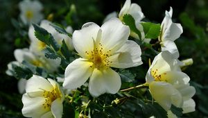 Preview wallpaper rose, flowering, shrubs, herbs, sun