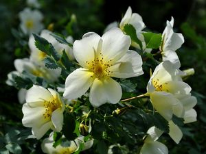 Preview wallpaper rose, flowering, shrubs, herbs, sun