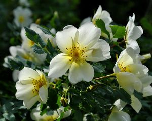 Preview wallpaper rose, flowering, shrubs, herbs, sun