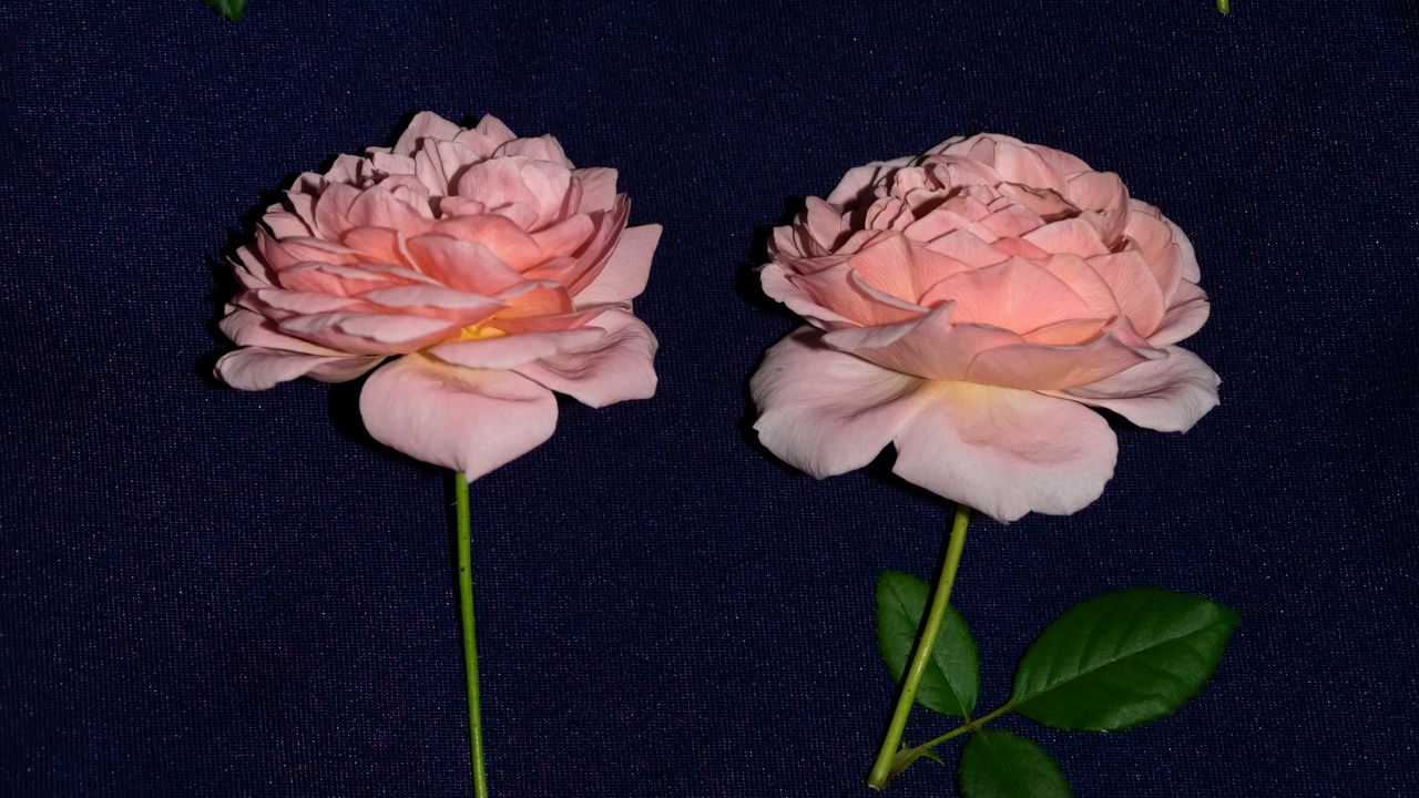 Wallpaper rose, flowers, bloom, fabric