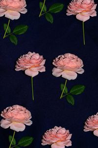 Preview wallpaper rose, flowers, bloom, fabric