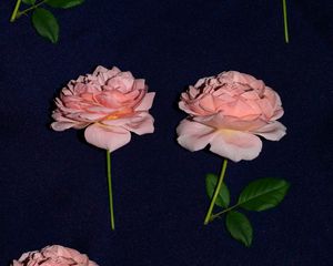 Preview wallpaper rose, flowers, bloom, fabric