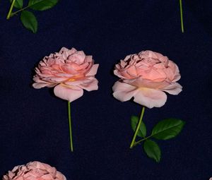 Preview wallpaper rose, flowers, bloom, fabric