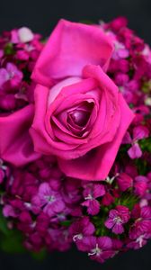 Preview wallpaper rose, flowers, bud, petals, pink