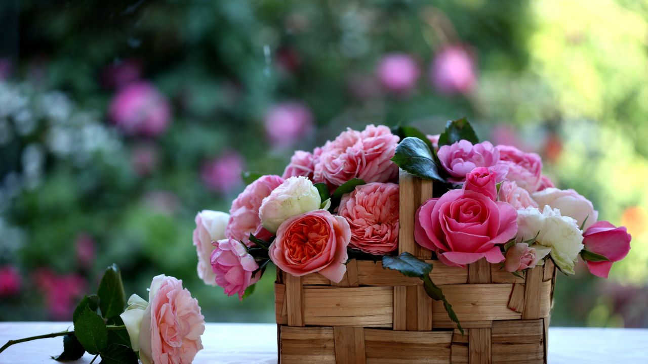 Wallpaper rose, flowers, buds, basket, blurring