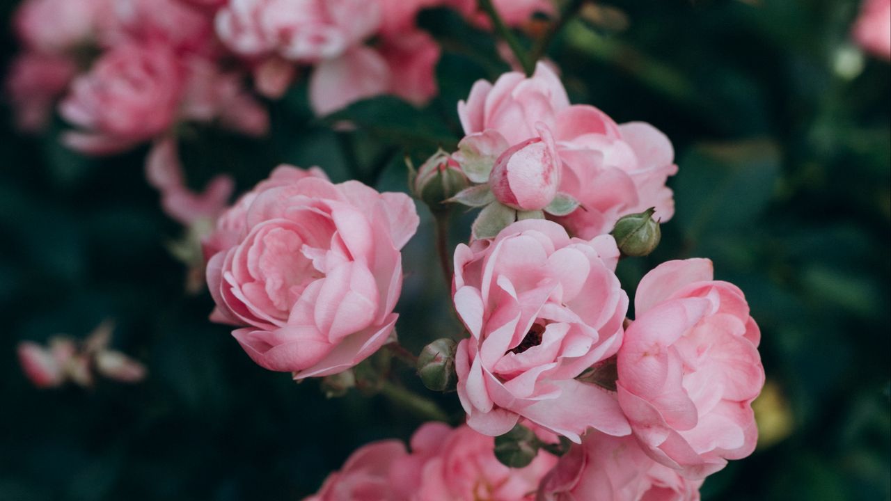Wallpaper rose, flowers, bush, petals, pink
