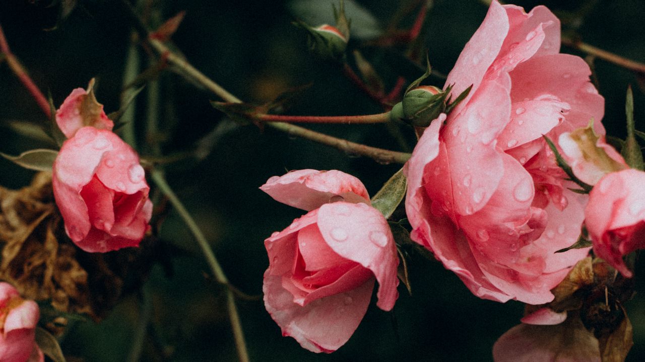 Wallpaper rose, flowers, bushes, petals, pink