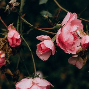 Preview wallpaper rose, flowers, bushes, petals, pink