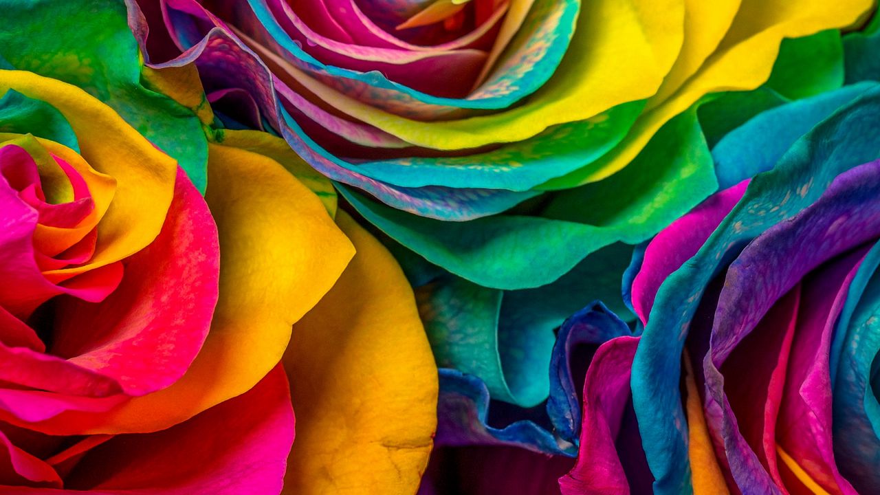 Wallpaper rose, flowers, colorful, petals