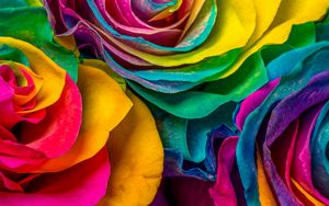 Preview wallpaper rose, flowers, colorful, petals