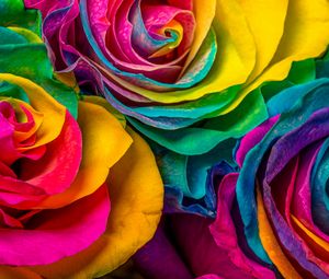 Preview wallpaper rose, flowers, colorful, petals