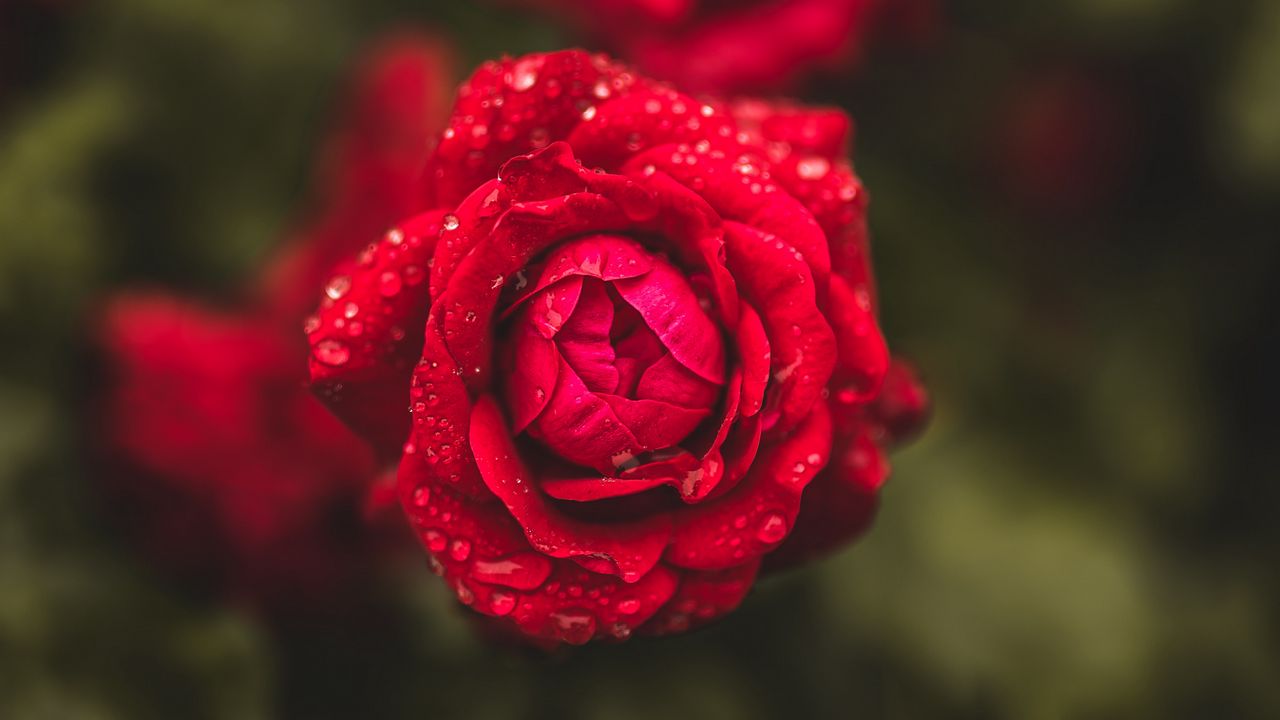 Wallpaper rose, flowers, drops, macro, wet