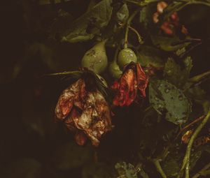 Preview wallpaper rose, flowers, dry, drops