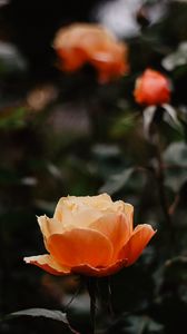 Preview wallpaper rose, flowers, orange, closeup