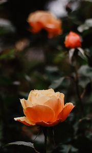 Preview wallpaper rose, flowers, orange, closeup