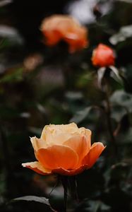 Preview wallpaper rose, flowers, orange, closeup