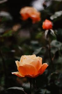 Preview wallpaper rose, flowers, orange, closeup