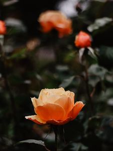 Preview wallpaper rose, flowers, orange, closeup