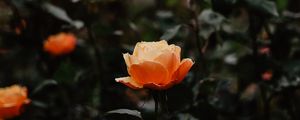 Preview wallpaper rose, flowers, orange, closeup