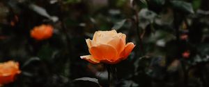 Preview wallpaper rose, flowers, orange, closeup