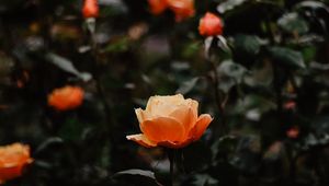 Preview wallpaper rose, flowers, orange, closeup