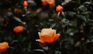 Preview wallpaper rose, flowers, orange, closeup