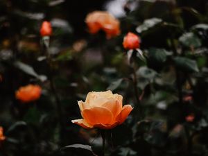 Preview wallpaper rose, flowers, orange, closeup