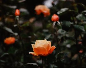 Preview wallpaper rose, flowers, orange, closeup