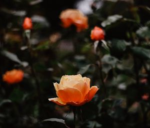 Preview wallpaper rose, flowers, orange, closeup